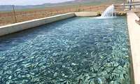 شش طرح کشاورزی شهرستان بم در هفته جهاد کشاورزی به بهره برداری می رسد.